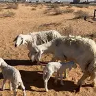 حريات 2 معه خروف ورخل. وحده شقاء وروم