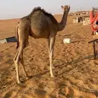 بكره لبيع