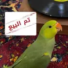 تم البيع فرخ درة هولندي ذكر ( يلو هد يلو تل )