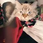 قطه ضايعه بحديقه الخالديه