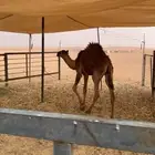 للبيع حاشي لباني