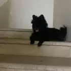 كلب الاسكيمو الامريكي