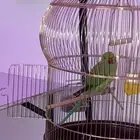 ببغاء دره