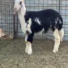 خروف نجدي مشروع فحل فاااخر