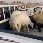 حريات نجد ونعيم