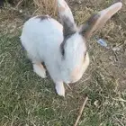 ارانب بلديه العدد 5