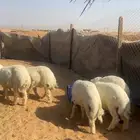 بهم