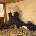 للبيع جوز قلابي معه فرخ