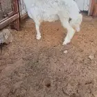 طلي حري 6 شهور تميمه وذبيحه طيبه الضهر طيب