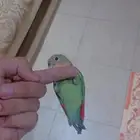 فرخ روز نهاية فطام (تم البيع الله يبارك)