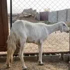 شاه للبيع