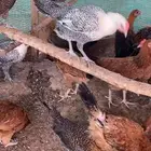 دجاج تركي وشبابي بداية بيض عمر 6 شهور الا ايام