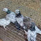 حمام باكستاني نظيف على شرط