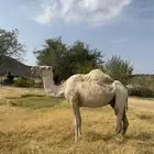 ضروبه وضحا للبيع