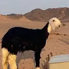 طلي مشروع فحل
