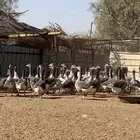 وز بلدي احجام طيبه