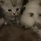 اربع قطط للبيع العمر شهر