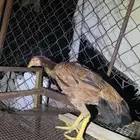 ديك شامو للبيع