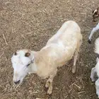اثنين فرون تم البيع