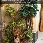 شجرة زينه