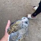 قمري مهاجر 3اجواز الجوز ب 180
