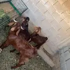 تيوس للبيع