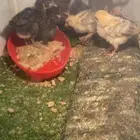 صيصان للبيع كففوو على السسوم العدد 9