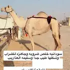 سودانيه البيع