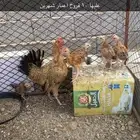دجاجة اصيلة عليها 10 فروخ