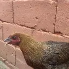 دجاجه