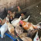 دجاج بلدي كفو