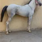 حصان شعبي للبيع