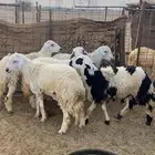 طليان العدد 5