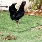 جاج اندونيسي لمنبورقيني دم صافي ودجاج مشكل