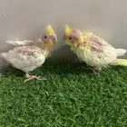 فروخ كروان   تم البيع