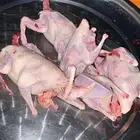 للبيع حمام فرنسي شرط