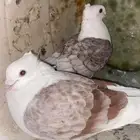 حمام حب رمان للبيع او للبدل المناسب