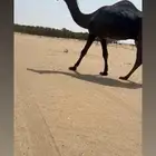 بيشه عقيلان