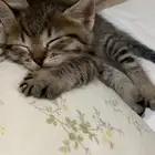 قط للتبني ذكر عمره شهرين حالته الصحيه ممتازه