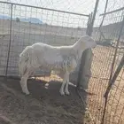 للبيع خروف فحل