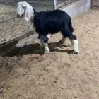 خروف ورخل نجد تربيه اعمارهن 3 شهور