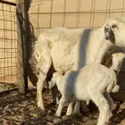 للبيع غنم خلفات