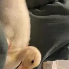 بط للتبني عمرها شهر ونص وبصحة جيدة