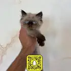 قطط هملايا بيكي فيس