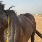 حصان كفو
