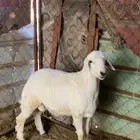 للبيع طلي جذع