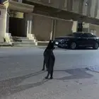 كلب جيرمن