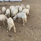 تم البيع