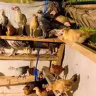 صوص دجاج للبيع