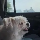 كلب للبيع على السوم